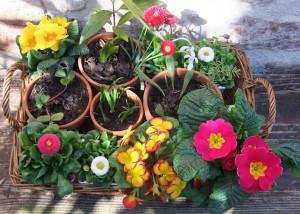 Panier fleurs alèg