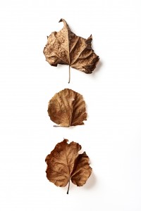 Feuilles 10X15