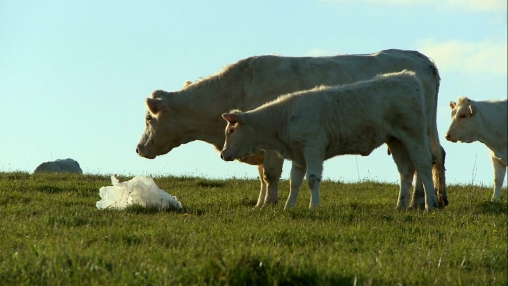 Bovine Ou La Vrai Vie Des Vaches BOVINES OU LA VRAIE VIE DES VACHES | Ecole et Cinéma 67