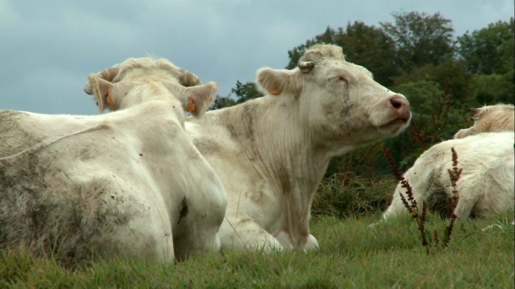 Bovine Ou La Vrai Vie Des Vaches BOVINES OU LA VRAIE VIE DES VACHES | Ecole et Cinéma 67