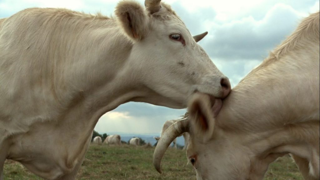 Bovine Ou La Vrai Vie Des Vaches BOVINES OU LA VRAIE VIE DES VACHES | Ecole et Cinéma 67